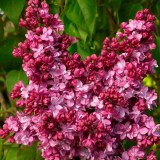 Принц Волконский_0x160 Любимый сад